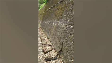 騎車遇到蛇代表什麼|看到蛇代表什麼預兆？動物行為學專家告訴你